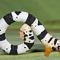 Looper Moth Caterpillar Atewa Range Photograph by Piotr Naskrecki Looper Moth Caterpillar Atewa Range Photograph by Piotr Naskrecki
