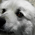 Loving eyes and Face Photograph by Kim Galluzzo Wozniak Loving eyes and Face Photograph by Kim Galluzzo Wozniak
