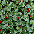 Madder Geophila Repens Fruiting by Christian Ziegler Madder Geophila Repens Fruiting by Christian Ziegler