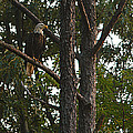 Majestic Bald Eagle by Clayton Bruster Majestic Bald Eagle by Clayton Bruster