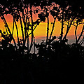 Mangrove Sunset by Christine Stonebridge Mangrove Sunset by Christine Stonebridge