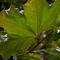 Maple 3 by Tikvah's Hope Maple 3 by Tikvah's Hope