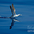 Masked Booby Photograph by Bradford Martin Masked Booby Photograph by Bradford Martin