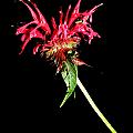 Monarda Photograph by Kim Galluzzo Wozniak Monarda Photograph by Kim Galluzzo Wozniak