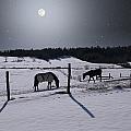 Moonlit Horses by Larry Landolfi