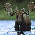 Moose Male Raising Its Head While Photograph by Tim Fitzharris Moose Male Raising Its Head While Photograph by Tim Fitzharris