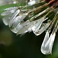 Morning Dew on Dandelion by Christine Owens
