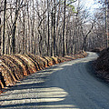 Morning Shadows On The Forest Road by Ausra Huntington nee Paulauskaite Morning Shadows On The Forest Road by Ausra Huntington nee Paulauskaite