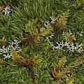 Moss And Lichen Photograph by Daniel Reed Moss And Lichen Photograph by Daniel Reed