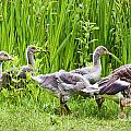 Mother goose leading goslings Photograph by Simon Bratt Mother goose leading goslings Photograph by Simon Bratt