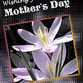 Mothers Day Wish by Susan Kinney Mothers Day Wish by Susan Kinney