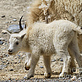 Mountain Goat Kid In Kootenay National Park by Louise Heusinkveld Mountain Goat Kid In Kootenay National Park by Louise Heusinkveld