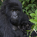 Mountain Gorilla Mother And Infant Parc Photograph by Suzi Eszterhas Mountain Gorilla Mother And Infant Parc Photograph by Suzi Eszterhas