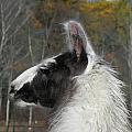 Mr Alpaca in the country Photograph by Kim Galluzzo Wozniak Mr Alpaca in the country Photograph by Kim Galluzzo Wozniak