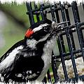 Mr Downy Woodpecker Photograph by Kim Galluzzo Wozniak Mr Downy Woodpecker Photograph by Kim Galluzzo Wozniak