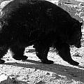 Mrs Black Bear Photograph by Kim Galluzzo Wozniak Mrs Black Bear Photograph by Kim Galluzzo Wozniak