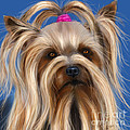 Muffin - Silky Terrier Dog by Michelle Wrighton