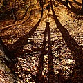 My Shadow in the Forest by Amalia Suruceanu My Shadow in the Forest by Amalia Suruceanu