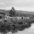 Napa River In Napa California Wine Country . Black And White by Wingsdomain Art and Photography Napa River In Napa California Wine Country . Black And White by Wingsdomain Art and Photography