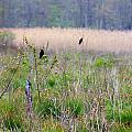 Nature On The Marsh Photograph by Kim Galluzzo Wozniak Nature On The Marsh Photograph by Kim Galluzzo Wozniak