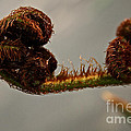 Nature's Red Carpet Unfurling by Susan Herber Nature's Red Carpet Unfurling by Susan Herber