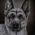 Noble - German Shepherd Dog by Michelle Wrighton