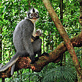 North Sumatran Leaf Monkey Presbytis Photograph by Thomas Marent North Sumatran Leaf Monkey Presbytis Photograph by Thomas Marent