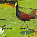 Northern Jacana by Andrew McInnes Northern Jacana by Andrew McInnes
