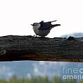 Nuthatch Photograph by Dorrene BrownButterfield Nuthatch Photograph by Dorrene BrownButterfield