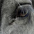 Oh The Lashes Photograph by Kim Galluzzo Wozniak Oh The Lashes Photograph by Kim Galluzzo Wozniak