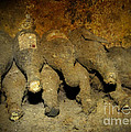 Old Wine Rarities Photograph by Heiko Koehrer-Wagner Old Wine Rarities Photograph by Heiko Koehrer-Wagner
