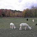 On The Alpaca Farm Photograph by Kim Galluzzo Wozniak On The Alpaca Farm Photograph by Kim Galluzzo Wozniak