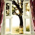 Open window to tree Photograph by Simon Bratt Open window to tree Photograph by Simon Bratt