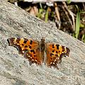 Orange Moth by Betty Depee Orange Moth by Betty Depee