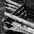 OrchardFence Photograph by Curtis J Neeley Jr OrchardFence Photograph by Curtis J Neeley Jr