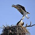 Osprey Coming in for a Landing by Christine Stonebridge Osprey Coming in for a Landing by Christine Stonebridge