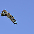 Osprey in Flight by Christine Stonebridge Osprey in Flight by Christine Stonebridge