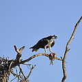Osprey with Catch I by Christine Stonebridge Osprey with Catch I by Christine Stonebridge