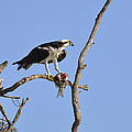 Osprey with Catch II by Christine Stonebridge Osprey with Catch II by Christine Stonebridge