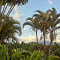 Palms In Costa Rica by Madeline Ellis Palms In Costa Rica by Madeline Ellis