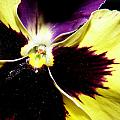 Pansy brilliance Photograph by Kim Galluzzo Wozniak Pansy brilliance Photograph by Kim Galluzzo Wozniak
