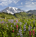 Paradise Meadow And Mount Rainier Mount Photograph by Tim Fitzharris Paradise Meadow And Mount Rainier Mount Photograph by Tim Fitzharris