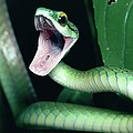 Parrot Snake Leptophis Ahaetulla Photograph by Michael & Patricia Fogden Parrot Snake Leptophis Ahaetulla Photograph by Michael & Patricia Fogden