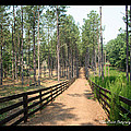 'Path to Serenbe' Photograph by PJQandFriends Photography 'Path to Serenbe' Photograph by PJQandFriends Photography