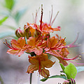 Peachy Alabama Azalea by Kathy Clark Peachy Alabama Azalea by Kathy Clark