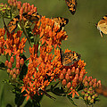 Pearly Crescentpot Butterflies Landing On Butterfly Milkweed Photograph by Daniel Reed Pearly Crescentpot Butterflies Landing On Butterfly Milkweed Photograph by Daniel Reed
