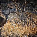 Peeking Doe by Michael Dougherty