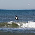 Pelican Wave Surfer Photograph by Kim Galluzzo Wozniak Pelican Wave Surfer Photograph by Kim Galluzzo Wozniak