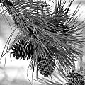 Pine Cones Photograph by Dorrene BrownButterfield Pine Cones Photograph by Dorrene BrownButterfield