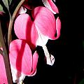 Pink Bleeding Hearts Photograph by Kim Galluzzo Wozniak Pink Bleeding Hearts Photograph by Kim Galluzzo Wozniak